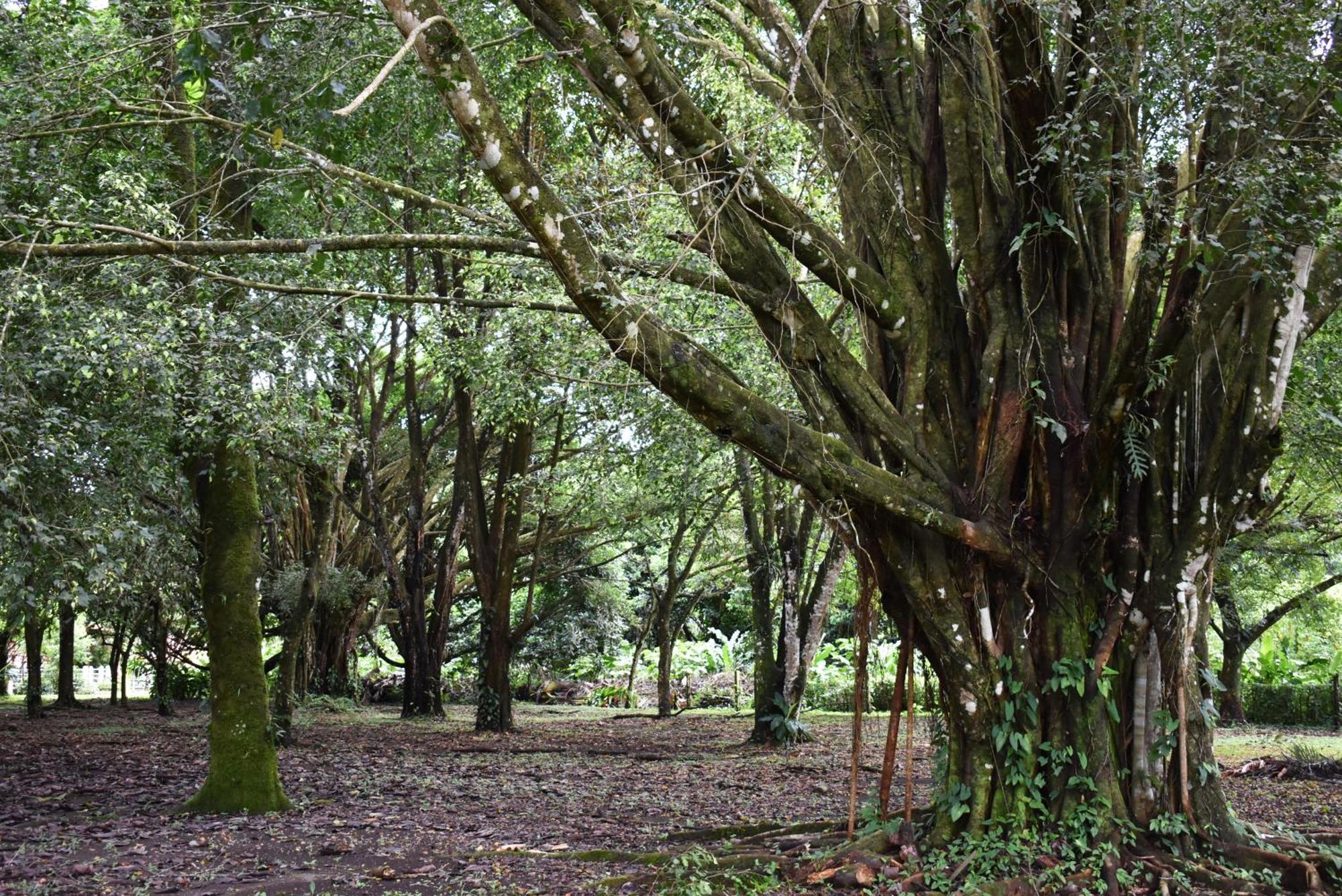 Arenal Country 3* La Fortuna