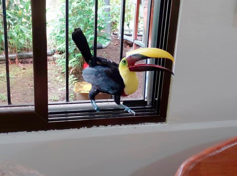 Arenal Country Hotel La Fortuna