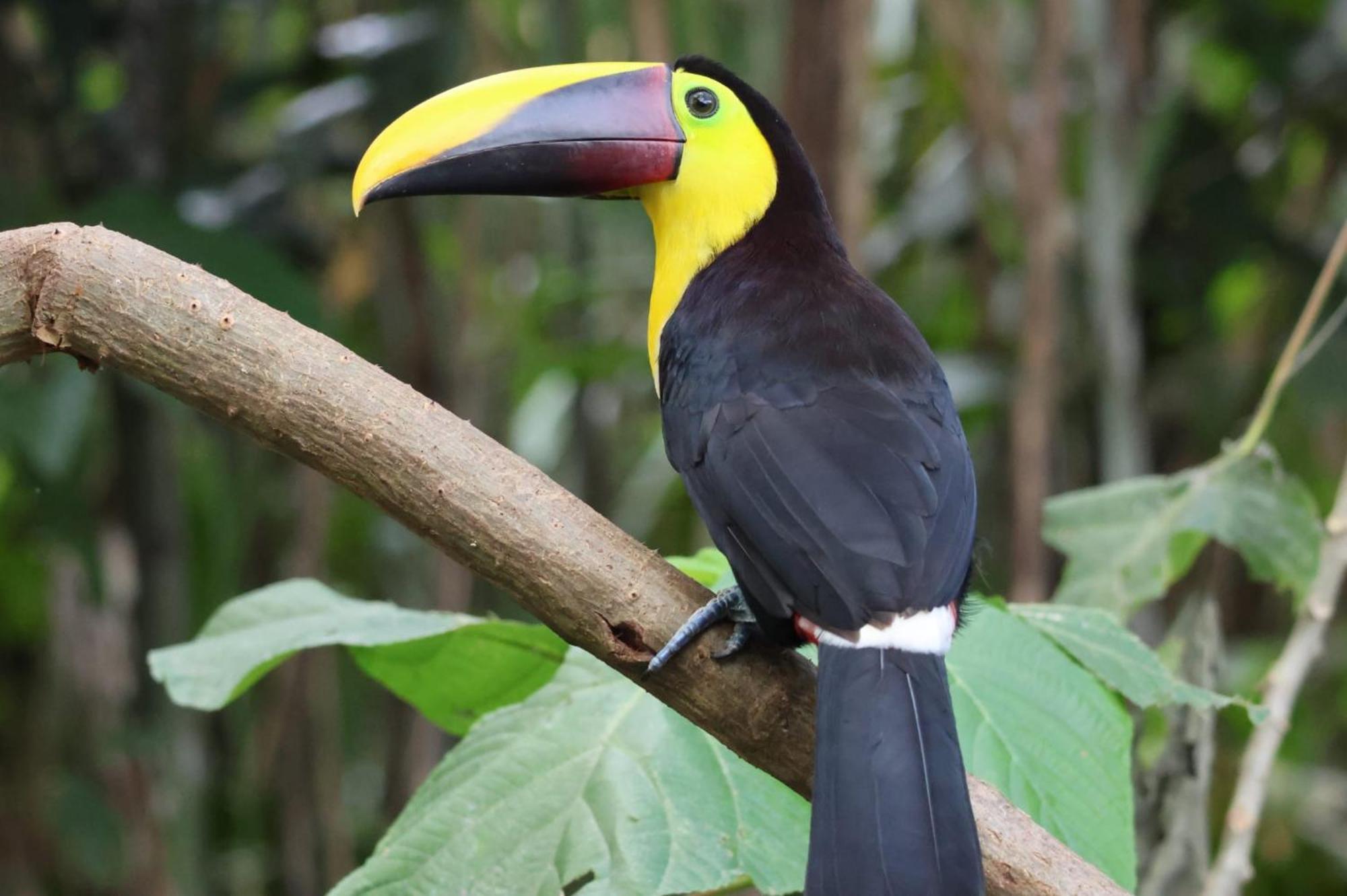 Arenal Country 3* La Fortuna
