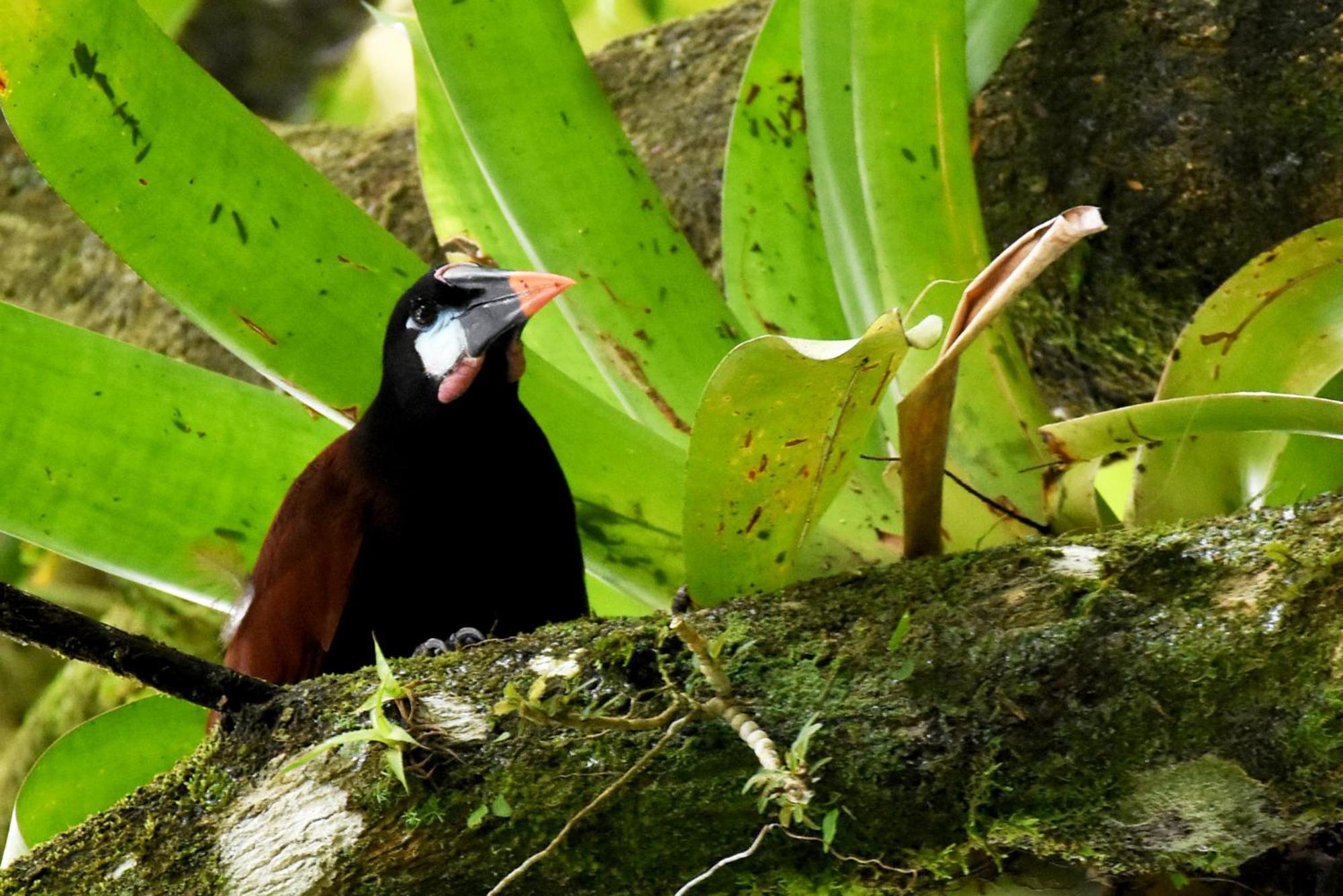 Arenal Country La Fortuna