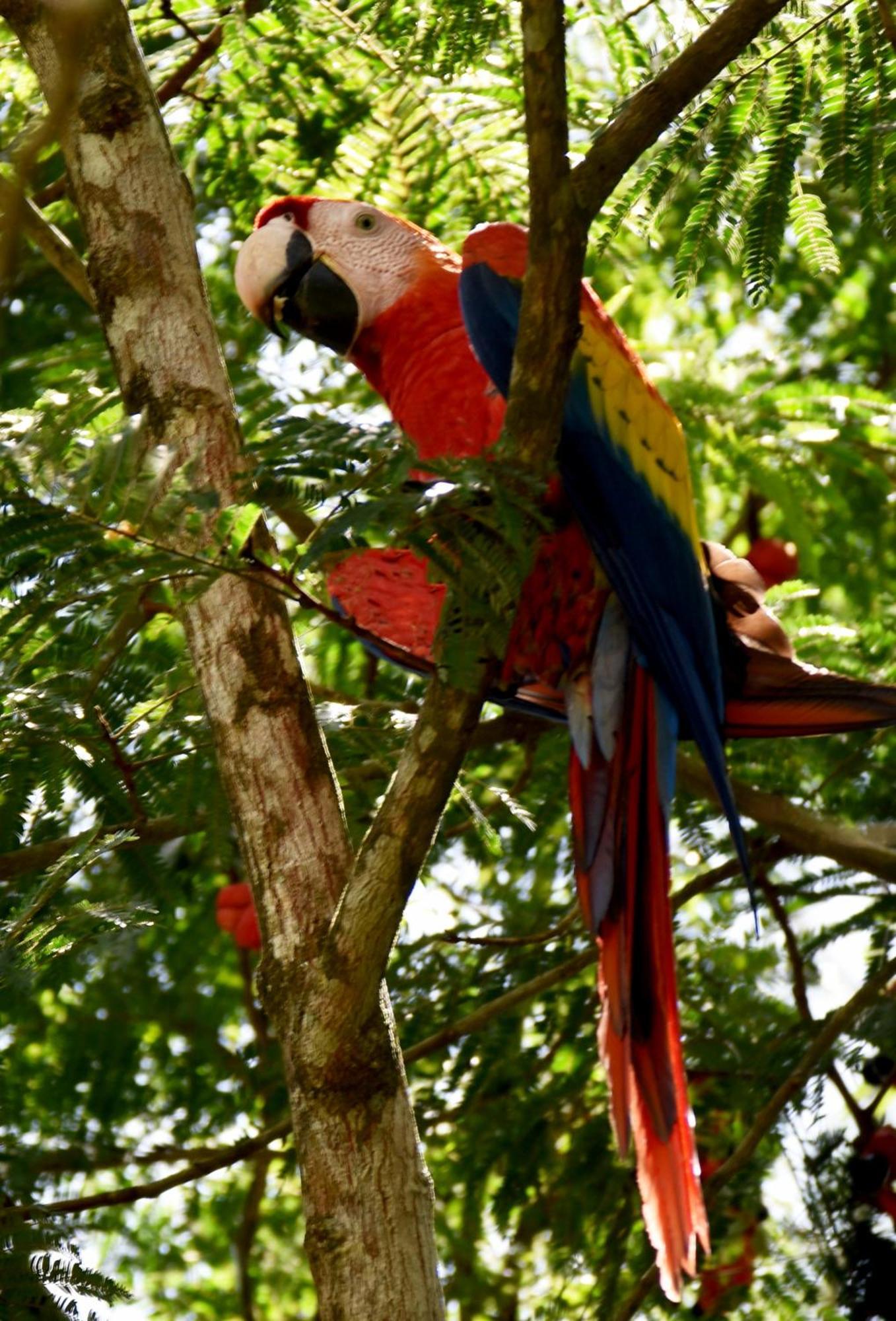 Arenal Country Hotel La Fortuna