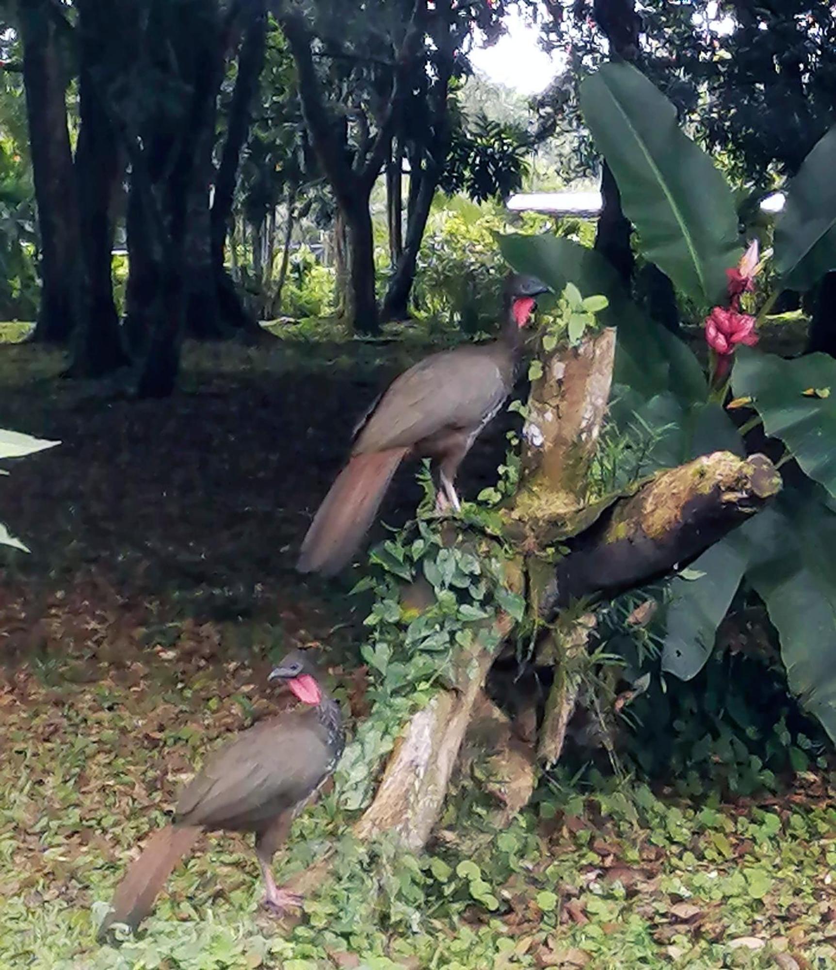 Arenal Country La Fortuna